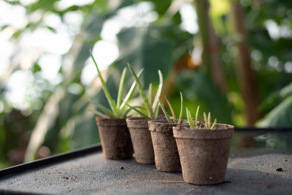Pequeñas macetas con plantas suculentas